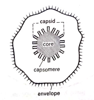 A diagrammatic sketch to show different components of a virus
